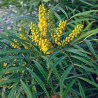 Махония (Mahonia soft caress), снимка 2 - Градински цветя и растения - 45210311