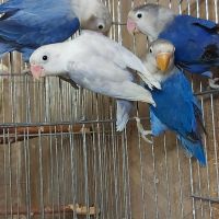 продавам папагали неразделки фишери Виолет 2023г , снимка 2 - Папагали - 45783689