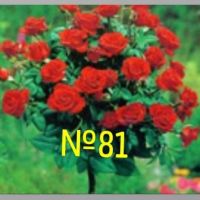 дърво роза щамбова роза цена 25 лв , снимка 6 - Градински цветя и растения - 45110849