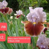 Ириси за продажба -1, снимка 3 - Градински цветя и растения - 45526729