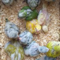 Монашески папагал Ръчно хранени бебета за дохранване или самостоятелни !, снимка 8 - Папагали - 45794719