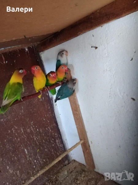 Продавам маскови и фишерови неразделки, снимка 1