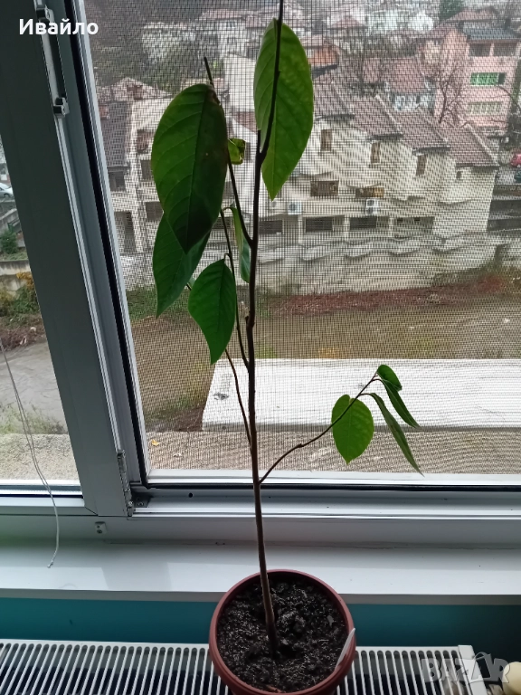 Annona cherimola - семена и растения, снимка 1