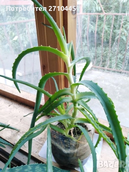 Лечебно Дървовидно Алое, снимка 1