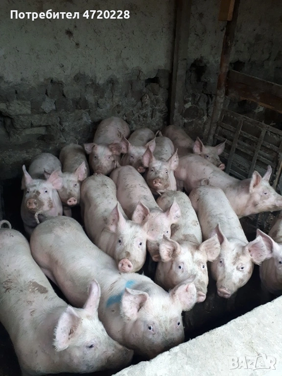 Прасета, снимка 1