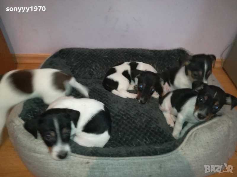 ДЖАК РЪСЕЛ КУЧЕНЦА-ЖЕНСКО ИЛИ МЪЖКО 0410251719, снимка 1