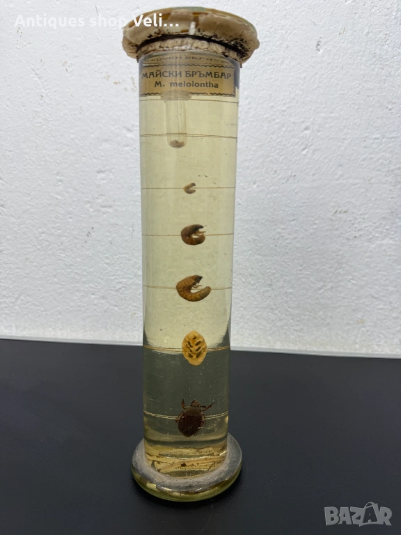 Развитие на майски бръмбар в стъкленица №7810 , снимка 1