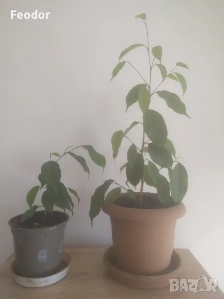 Два фикуса бенджамин (Ficus benjamina), снимка 1