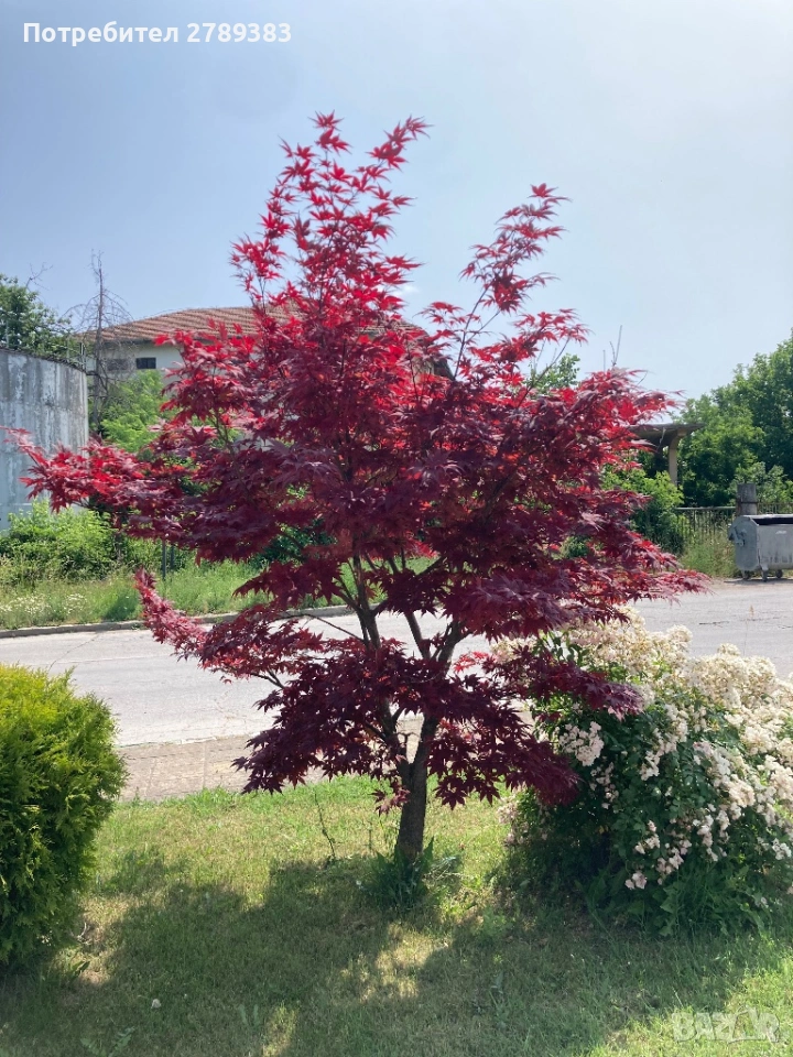 Червенолистен Японски клен, снимка 1