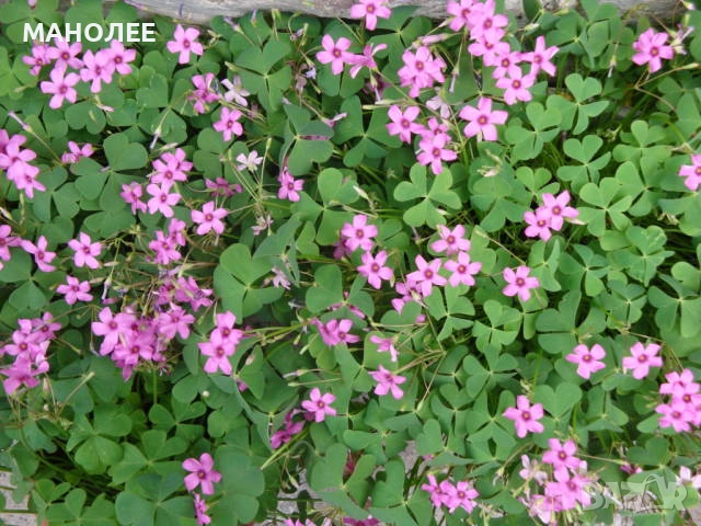 Градинска детелина с розови цветове, снимка 1