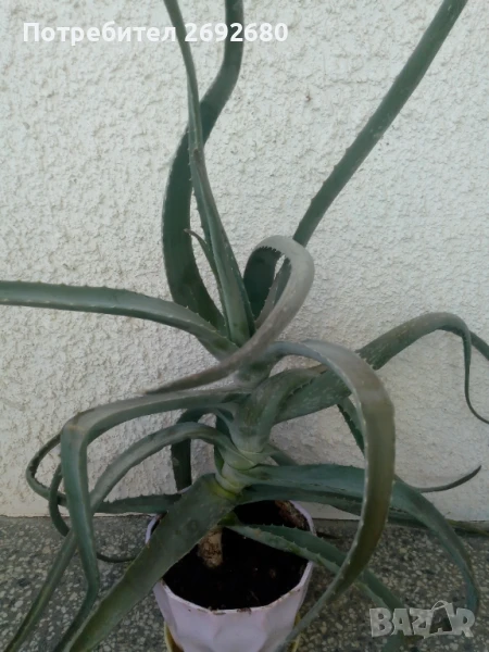 Голямо дървовидно лечебно алое височина -70см., снимка 1