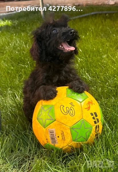 Пудел той , снимка 1