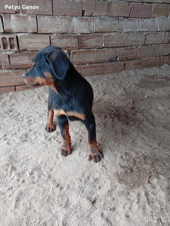 Продавам Ротвайлери, снимка 1