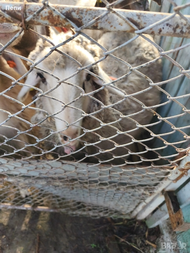 Продавам овце, снимка 1