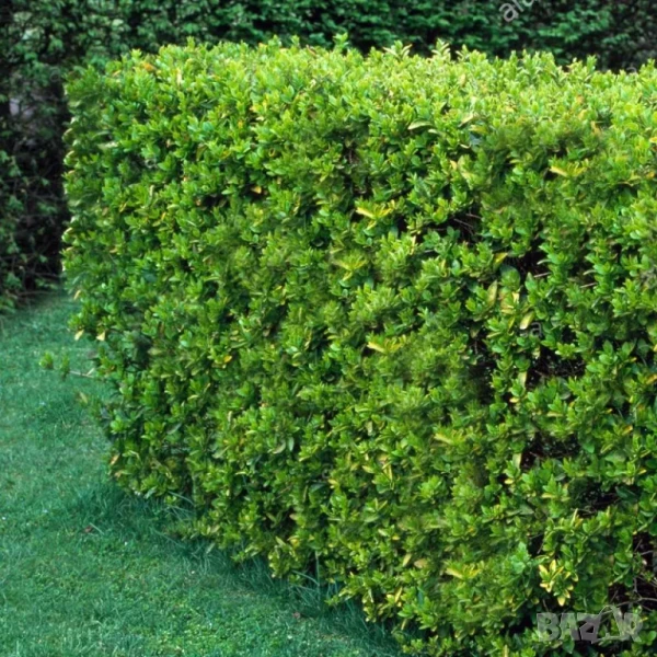 Лигуструм вечнозелен, снимка 1