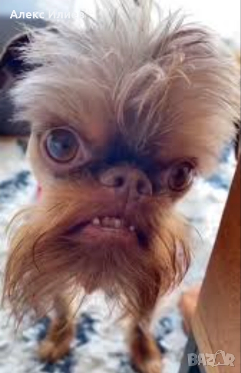 Дзвер Асен, снимка 1