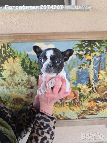 Френски  булдог , снимка 1