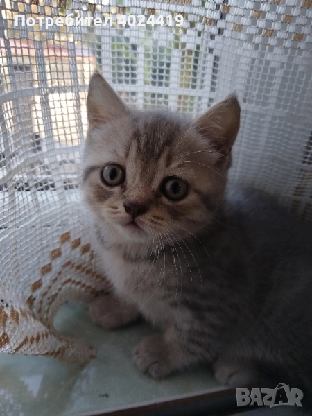 малки котенца, снимка 1