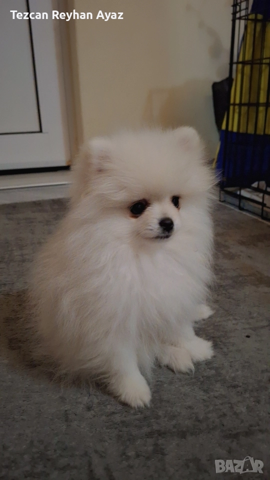 мини померан, снимка 1