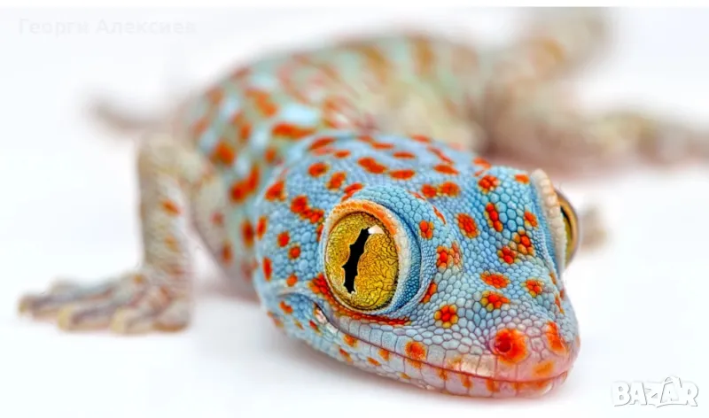 Гекон Токи(Tokay gecko), снимка 1