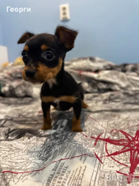 Пинчер, снимка 1