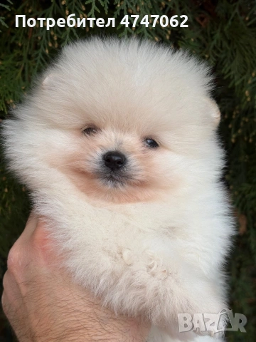 Померан мъжко