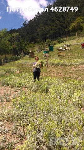 Мурсалски чай от производител, снимка 2 - Разсади - 52136321