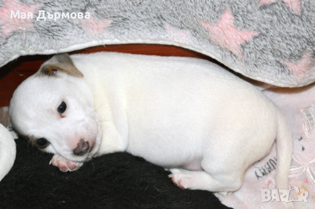 джак -ръсел териер с родословие, снимка 12 - Джак ръсел териер - 54152371