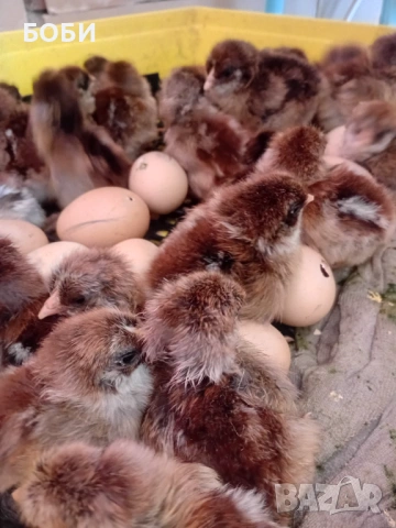 пилета катунски, снимка 3 - Кокошки и пуйки - 53454071