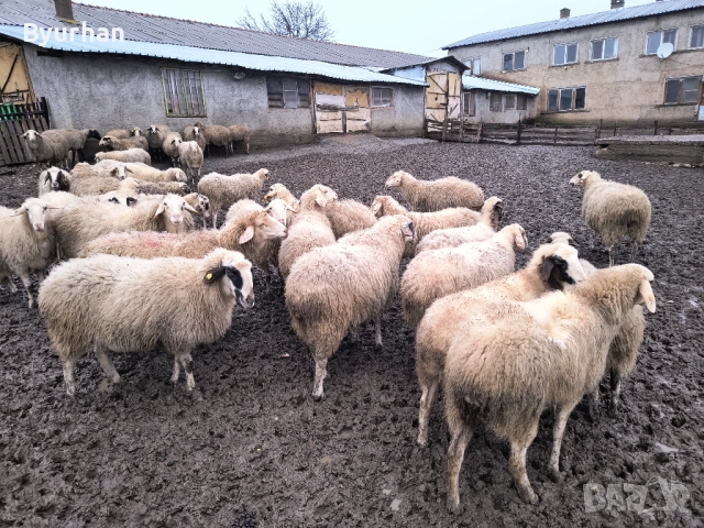 Свободно бременни овце, снимка 4 - Овце - 53512391