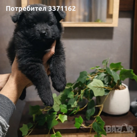  женски померан