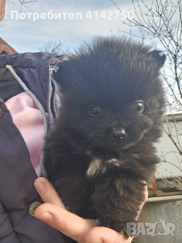 Мини Померанчета момчета , снимка 9 - Померан - 53836470