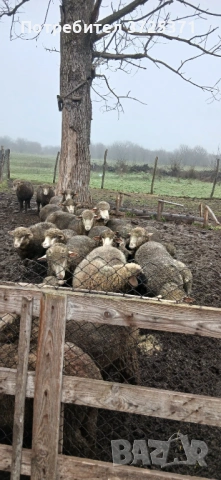 Продавам 16 бр. Овце, снимка 3 - Овце - 52891766
