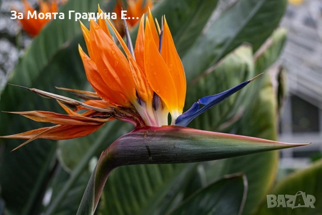 Стрелиция - Кралска , снимка 6 - Градински цветя и растения - 53633337