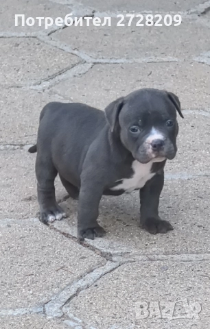 Американско Були Покет/ American Bully Pocket, снимка 15 - Питбул - 51488455