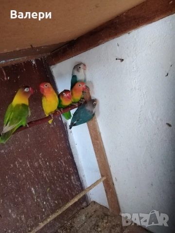 Продавам маскови и фишерови неразделки