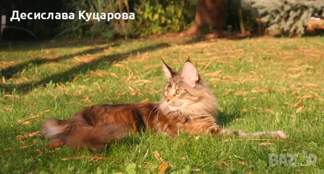 Мейн Куун (Maine Coon), снимка 5 - Мейн кун - 46645760