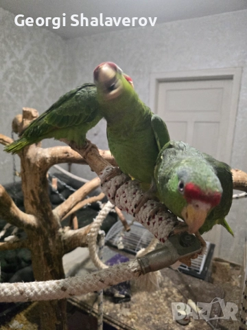 Продавам ръчно хранени бебета зеленобузи Амазони , снимка 4 - Папагали - 51951186