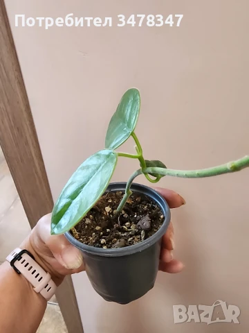 Хоя Lauterbachii, снимка 2 - Стайни растения - 50673231