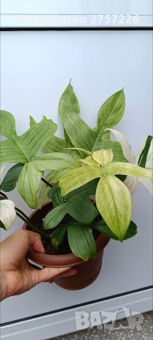 Philodendron Florida ghost