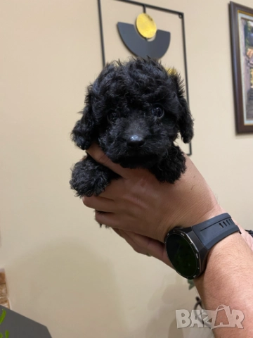 Пудел "мини" 