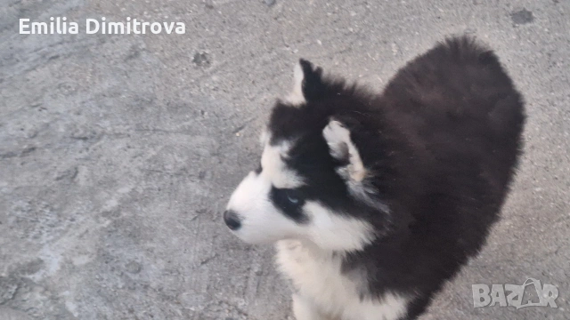 продавам кучета хъски та, снимка 7 - Хъски - 53781247