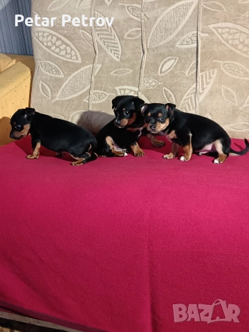 Пинчер мини , снимка 17 - Пинчер - 53690500