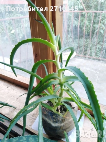 Лечебно Дървовидно Алое