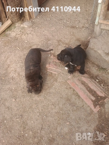 Кане Корсо продавам , снимка 2 - Други - 53699451