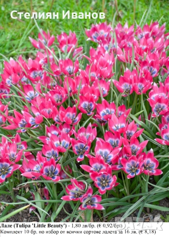 БОТАНИЧЕСКИ ЛАЛЕТА – ЛУКОВИЦИ, снимка 14 - Сортови семена и луковици - 52372825