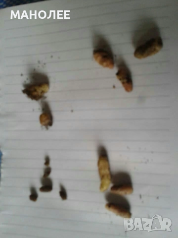 Ахименес, снимка 2 - Градински цветя и растения - 52584764