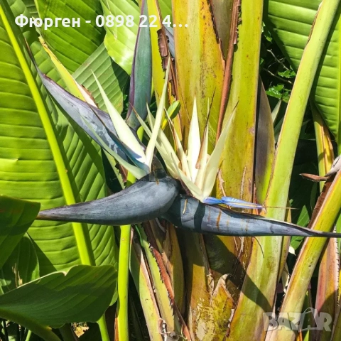 Стрелиция Николай (Strelitzia nicolai), снимка 7 - Разсади - 52907822