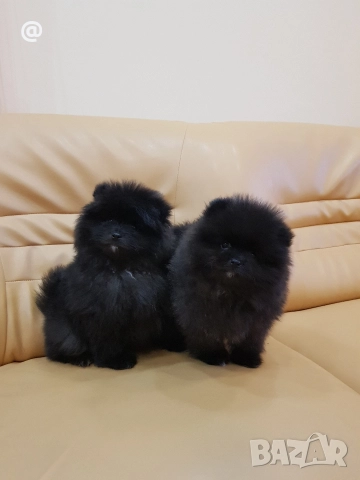 Померан померани Гр. София !, снимка 3 - Померан - 52967665