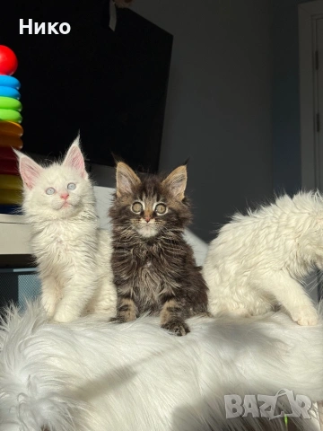 Мейн кун котенца / Мейн куун котенца / Maine coon kittens, снимка 4 - Мейн кун - 50068719